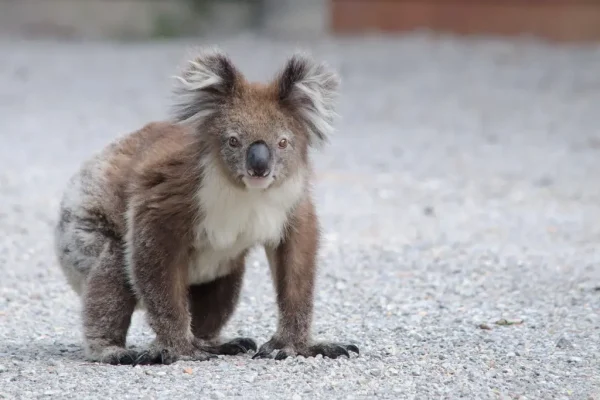 The Koalas on Great Ocean Road