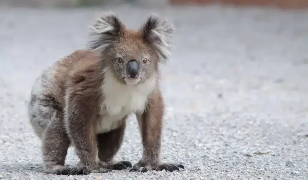 The Koalas on Great Ocean Road