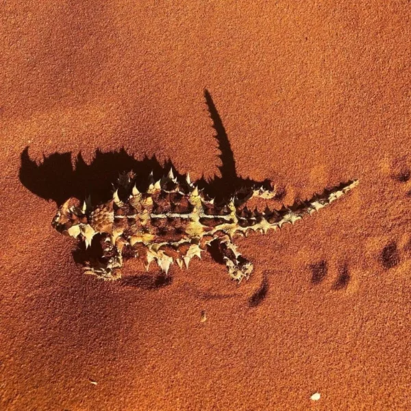 sand dunes