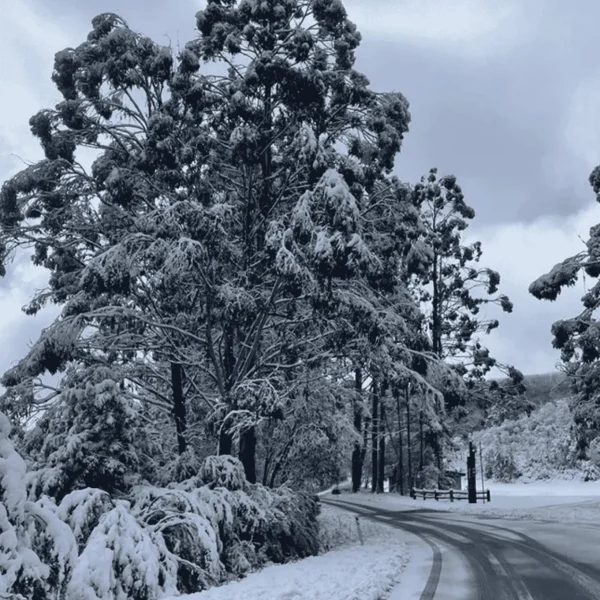 snow day trip from melbourne