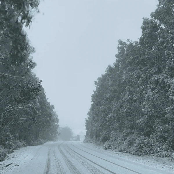snow trip victoria