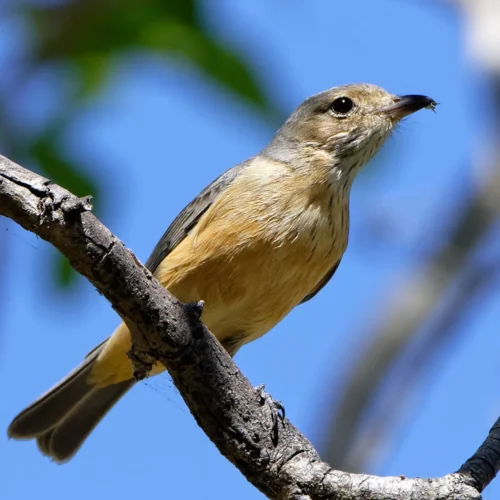 species of birds