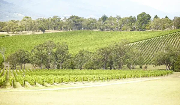 things to do in yarra valley