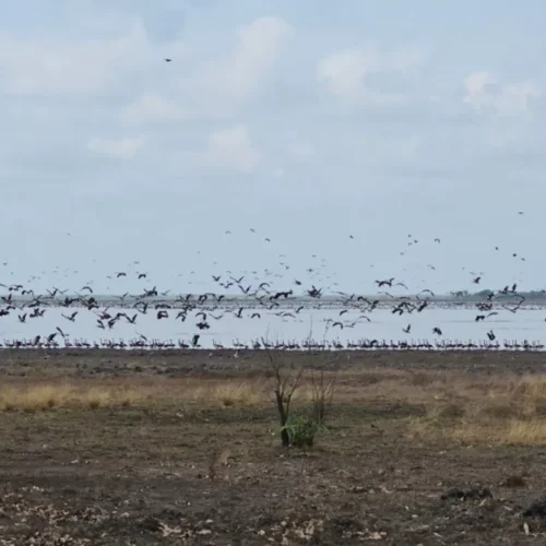 thousands of birds