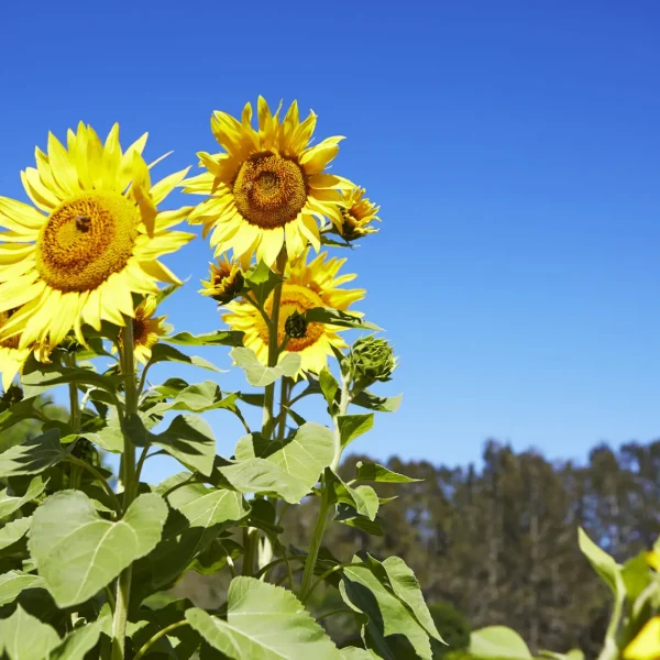 hunter valley day trip