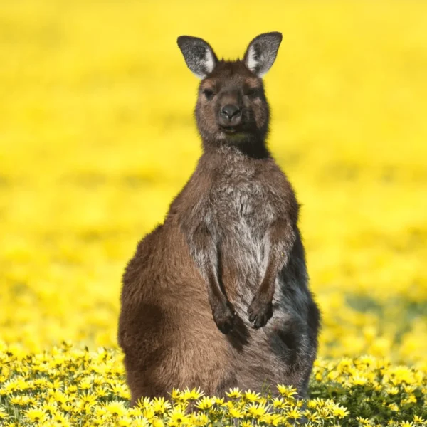 tours on kangaroo island