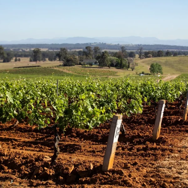 half day wine tour hunter valley