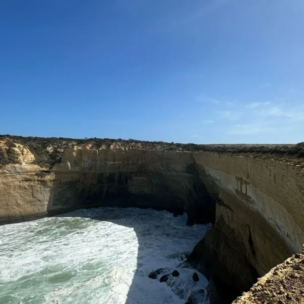 wildlife tours great ocean road