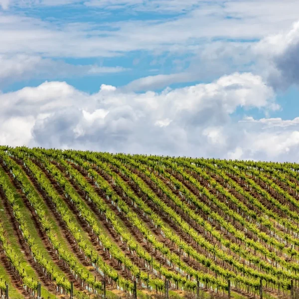 half day hunter valley wine tours