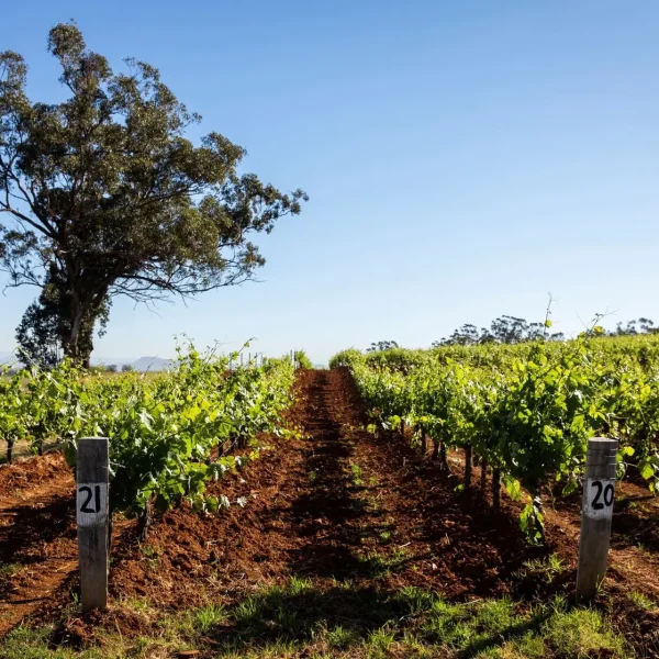 private hunter valley wine tours