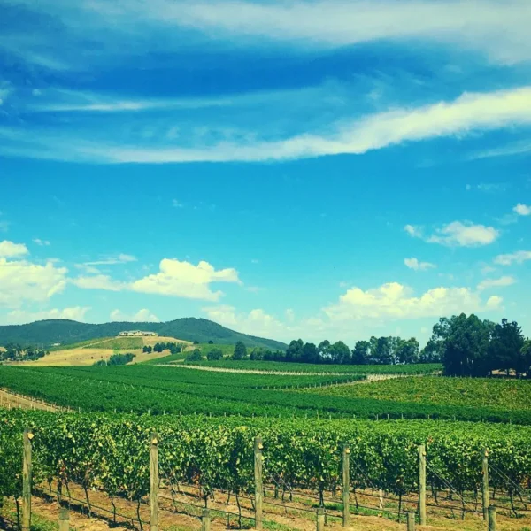 wine tours yarra valley