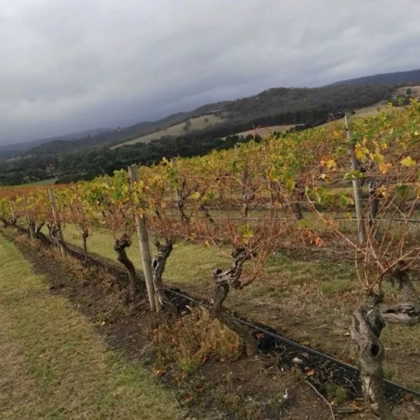 yarra valley tours melbourne