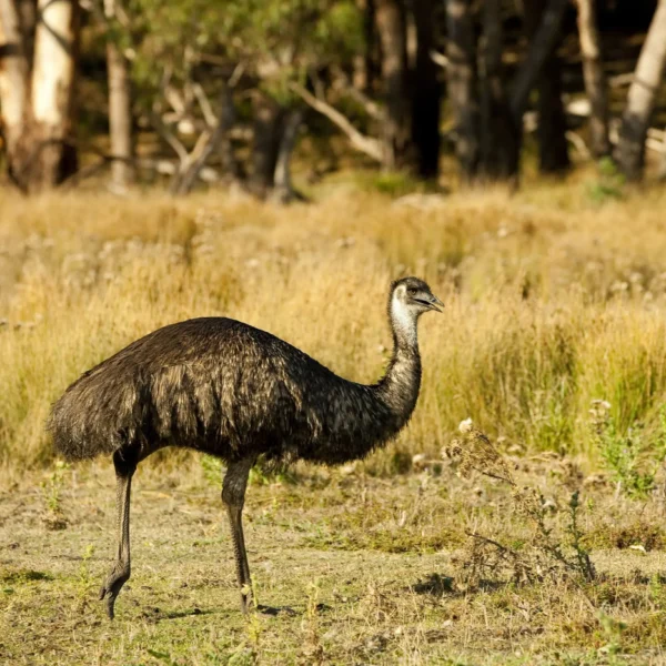 emus