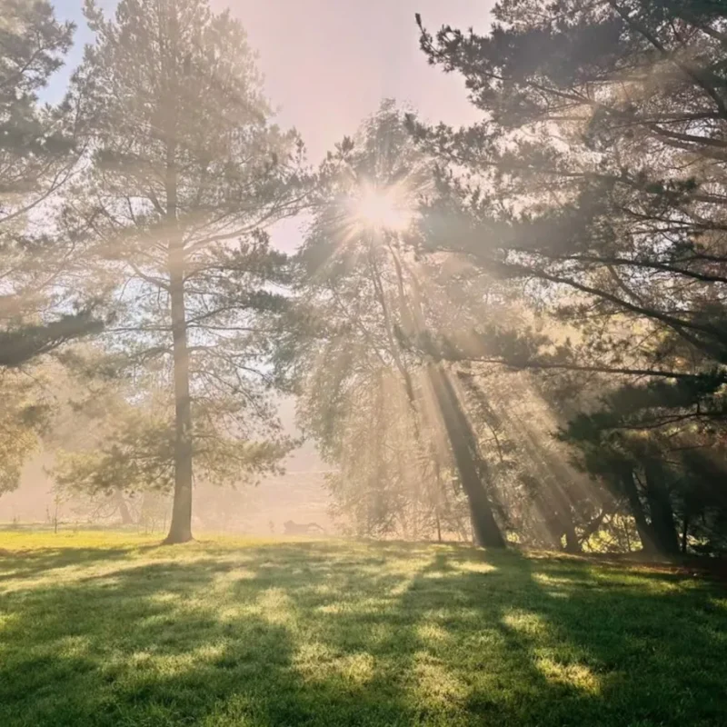 forested landscapes in the Yarra Valley
