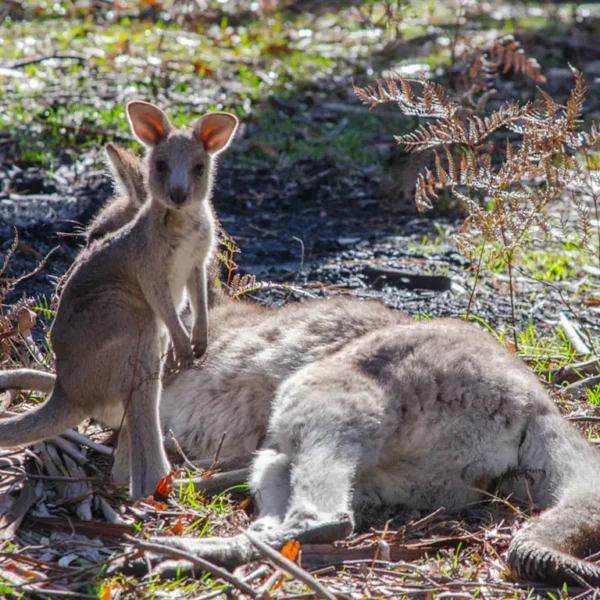 grampians kangaroos