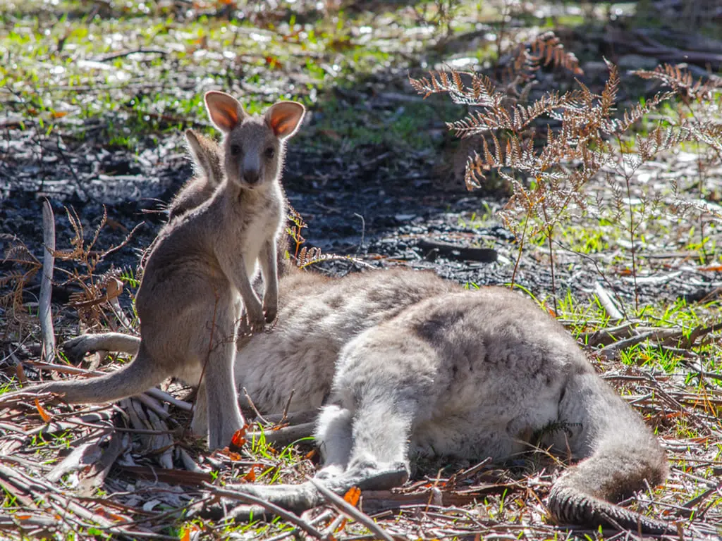 grampians kangaroos