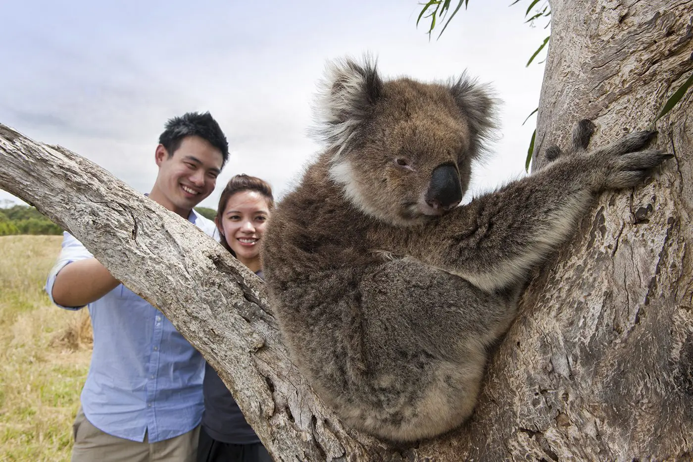Fact about koalas