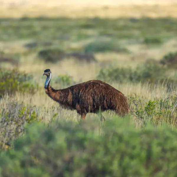 guided outback west coast 4x4 tour