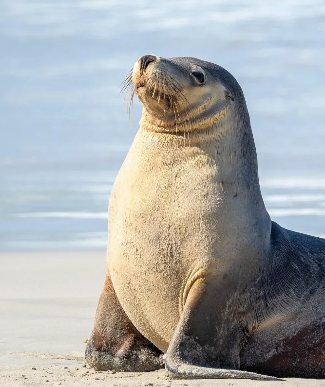 kangaroo island things to do