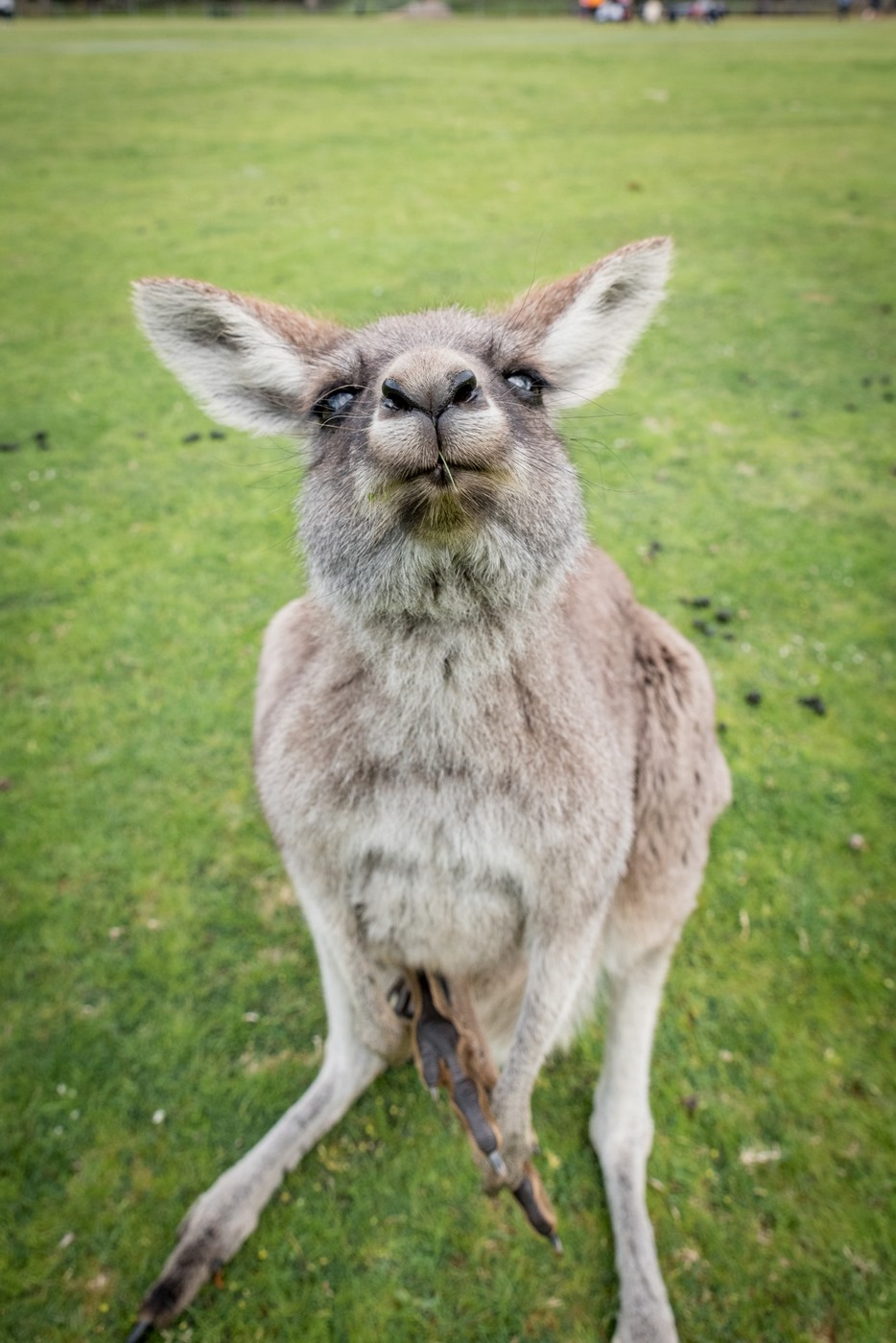 kangaroo