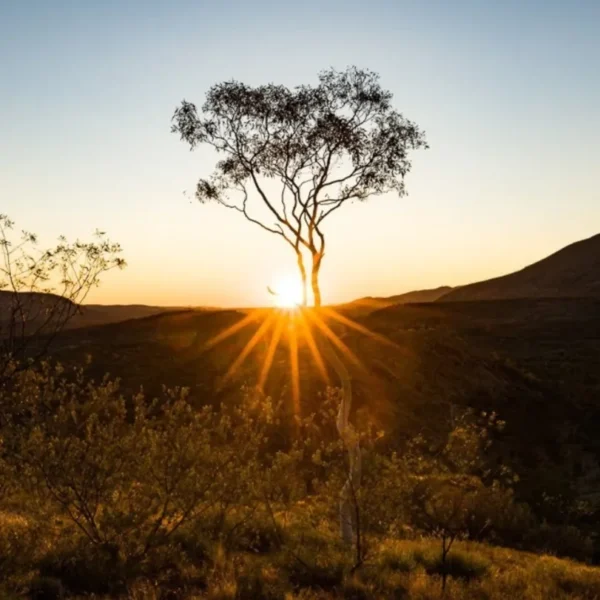 larapinta trail tours