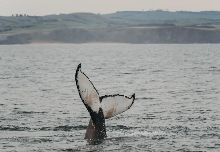 marine mammals