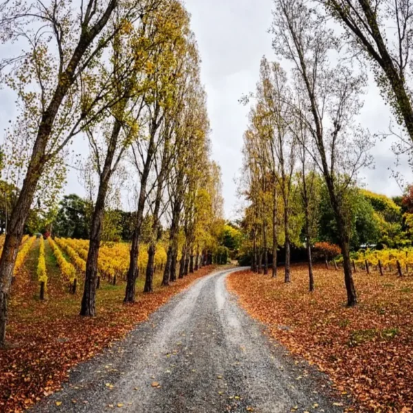 melbourne to adelaide road trip