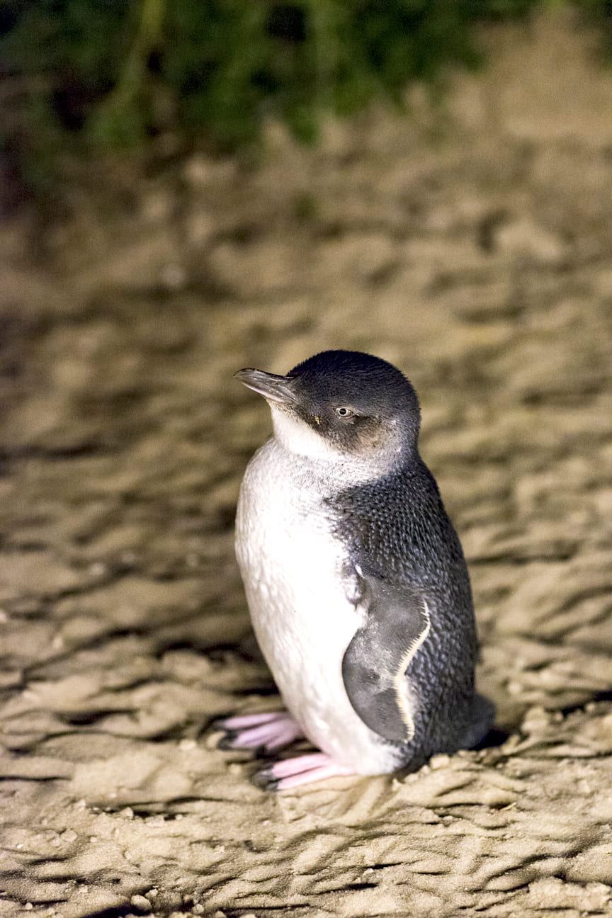penguin parade tour