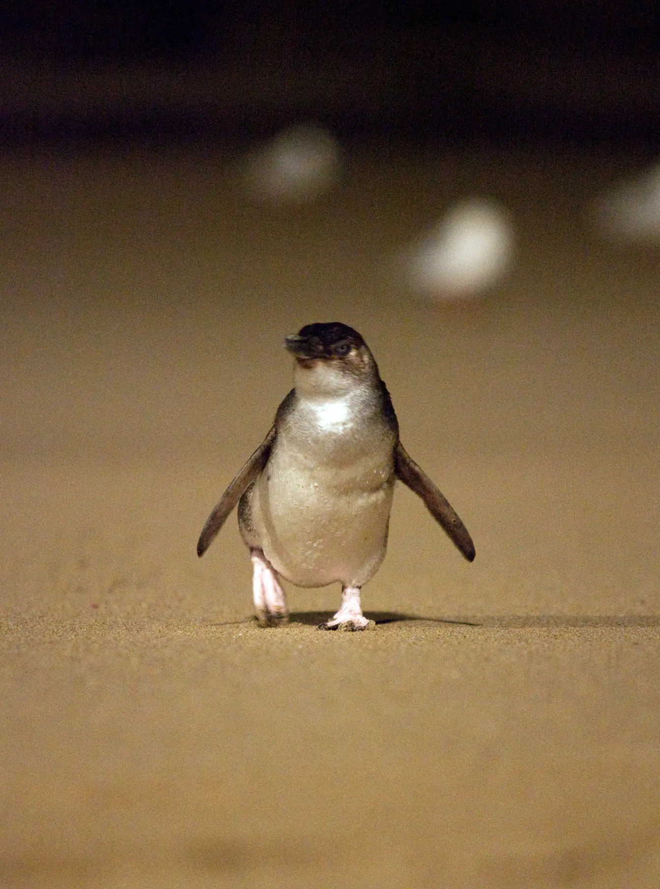 penguins in australia