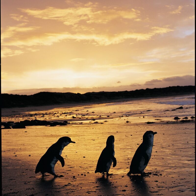 Nature And Conservation Parks Phillip Island