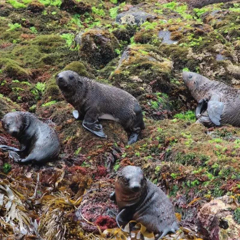 phillip island seals