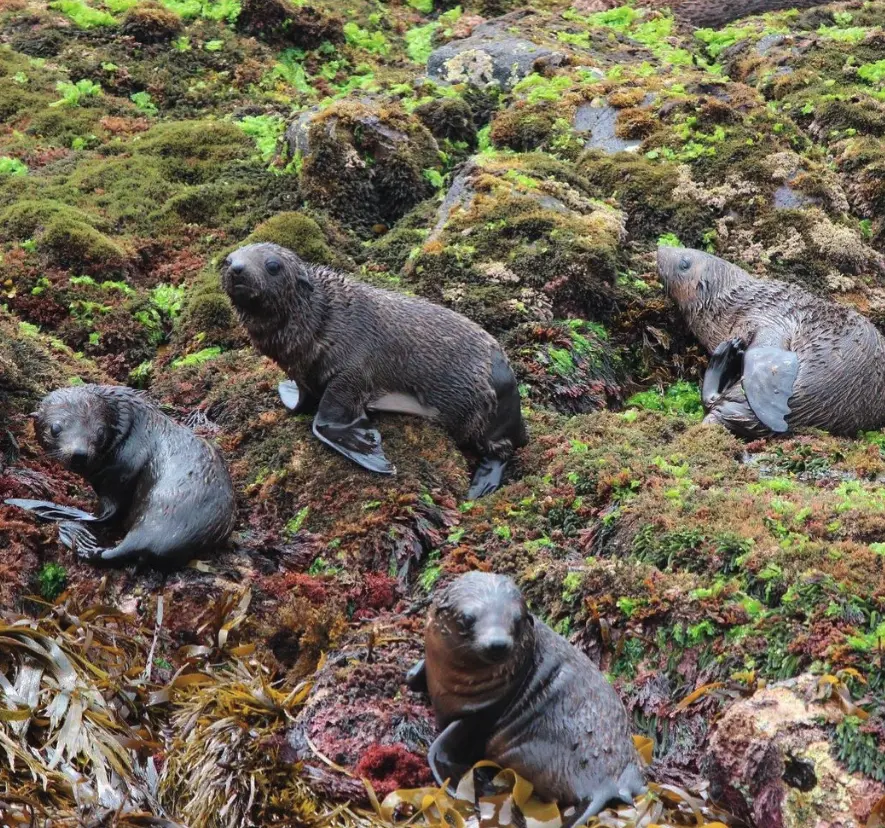 phillip island seals
