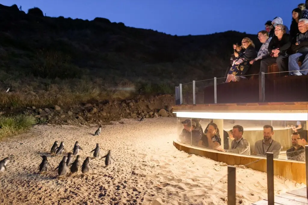 The Penguin Parade