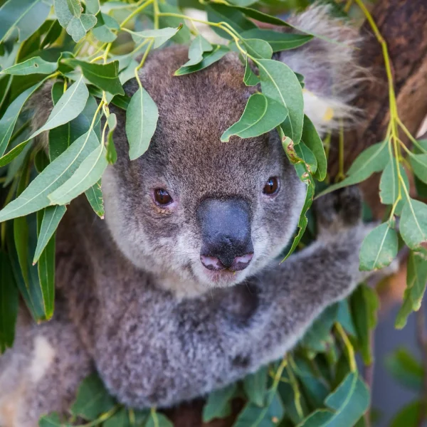 places to visit east coast australia