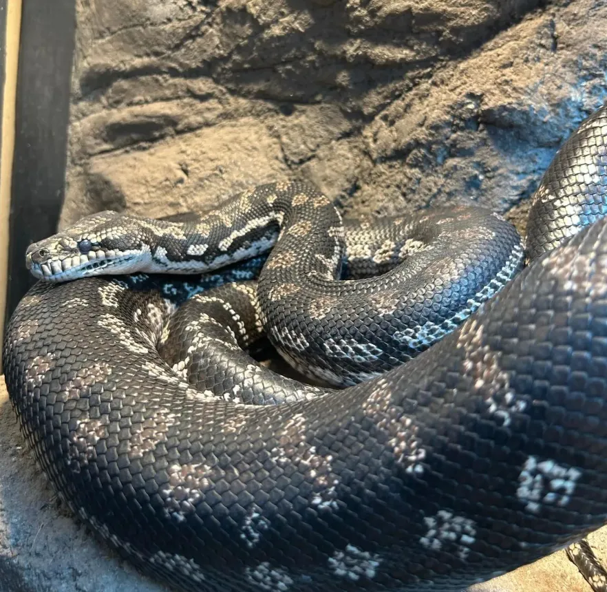 python snake
