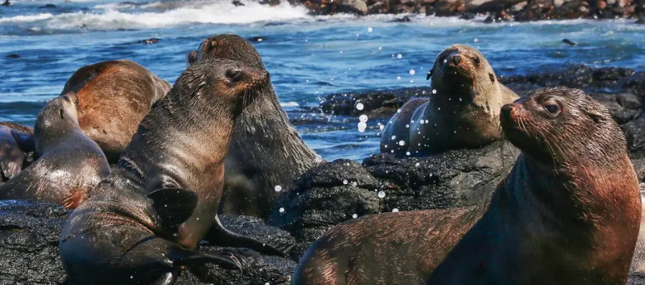 seals phillip island