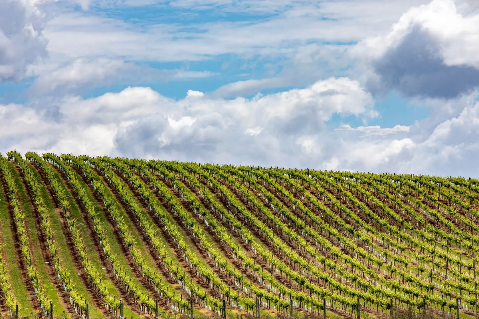 semillon hunter valley
