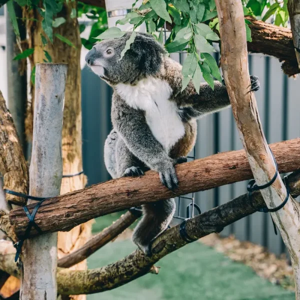 sydney to brisbane bus touring
