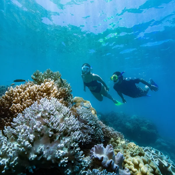 sydney to cairns tours