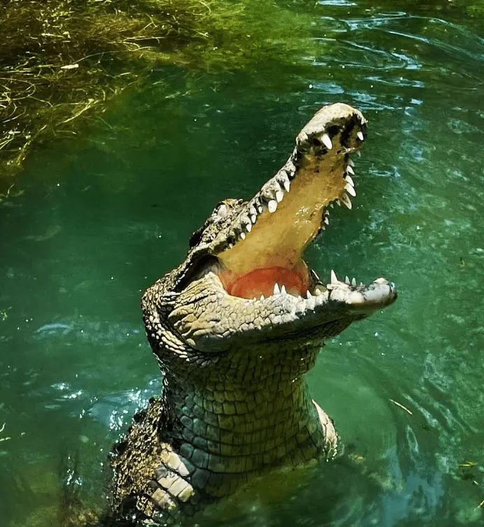 things to do around port douglas