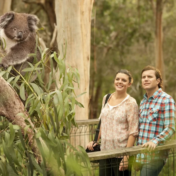 things to do at phillip island