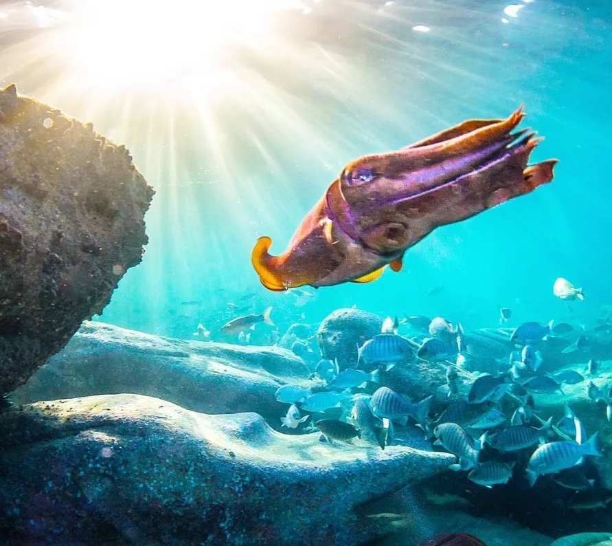 things to do in manly sydney