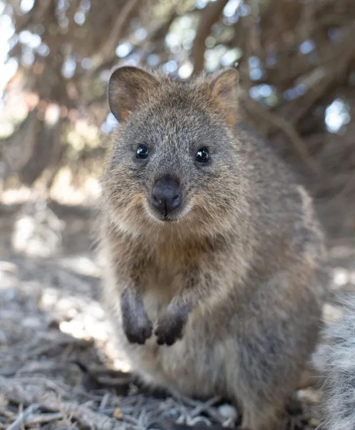things to do in rottnest