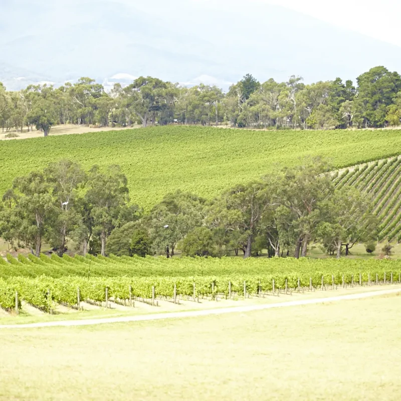 things to do in yarra valley