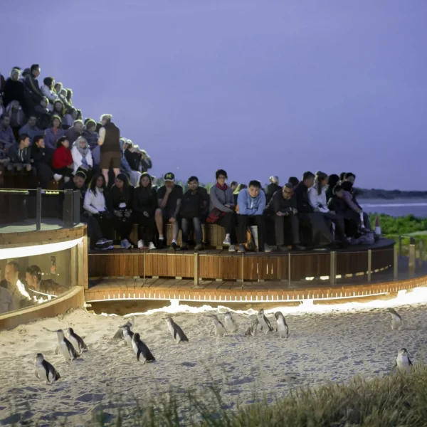 things to do phillip island