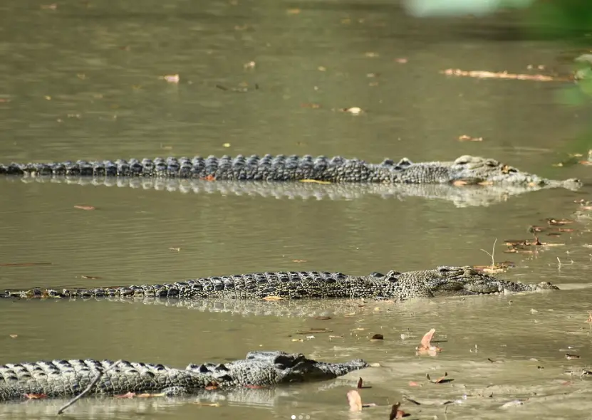 things to do queensland