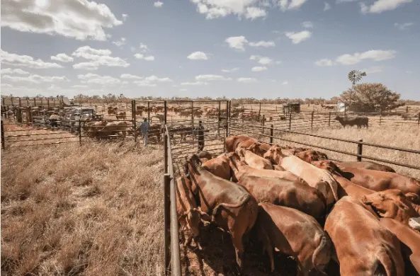 travel to nt from qld