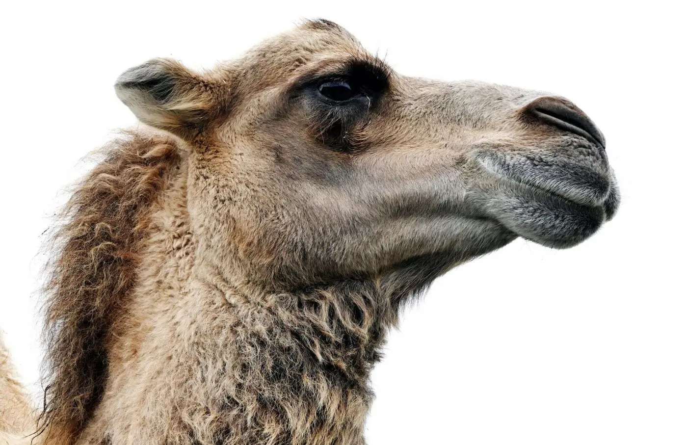 Uluru Camel adventure