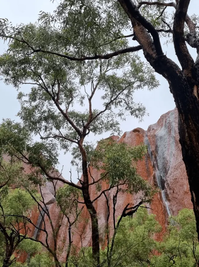 Kings Canyon 4-Day Itinerary Package