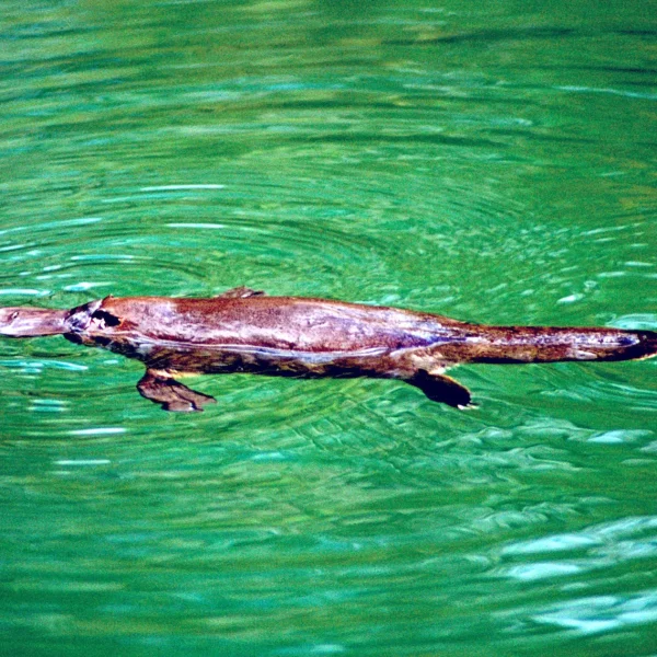 whitsunday islands day cruise tour